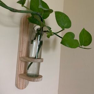 plants wall display decorations